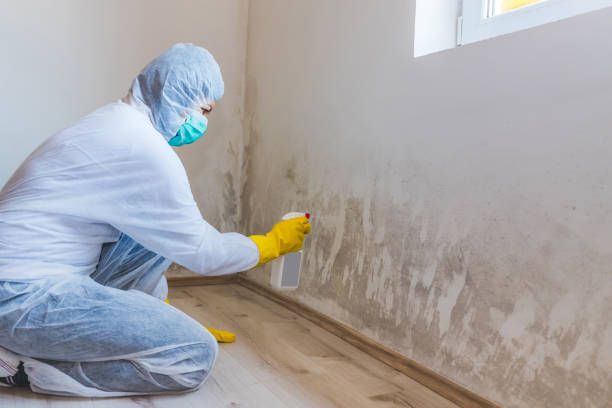 Licensed Commercial Mold Remediation service in Woodville, TX - WQB Mold Removal